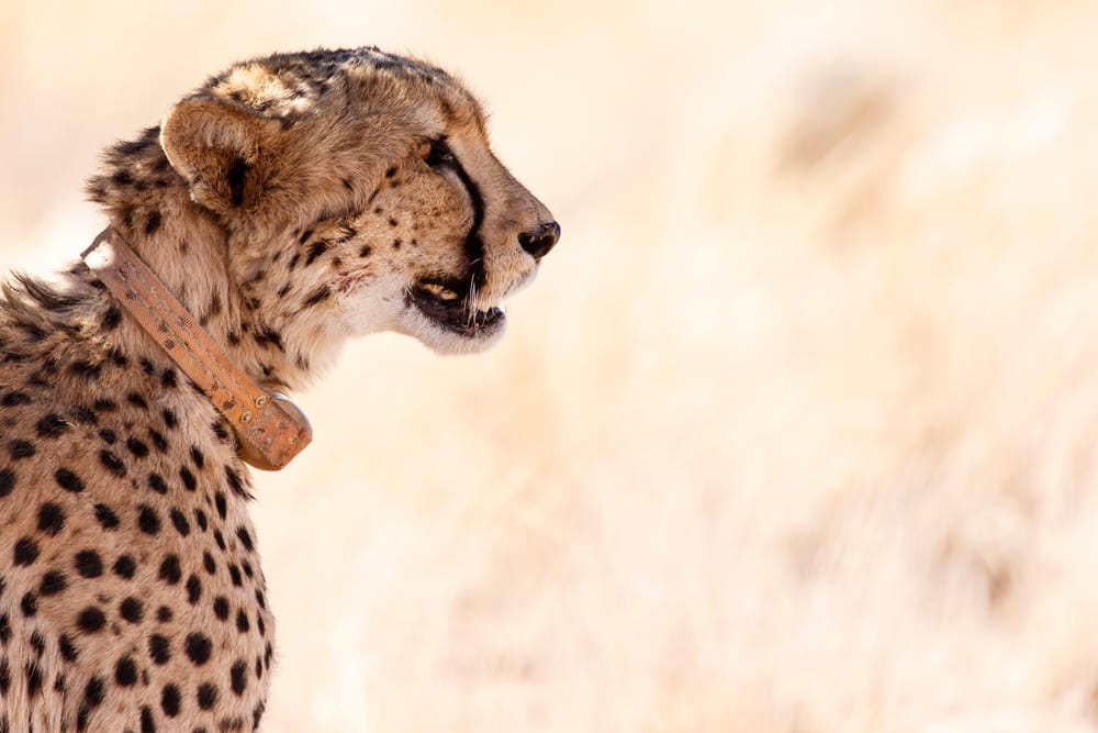 A cheetah in profile in tall dry grass, wearing a tracking collar around its neck for predator research monitoring
