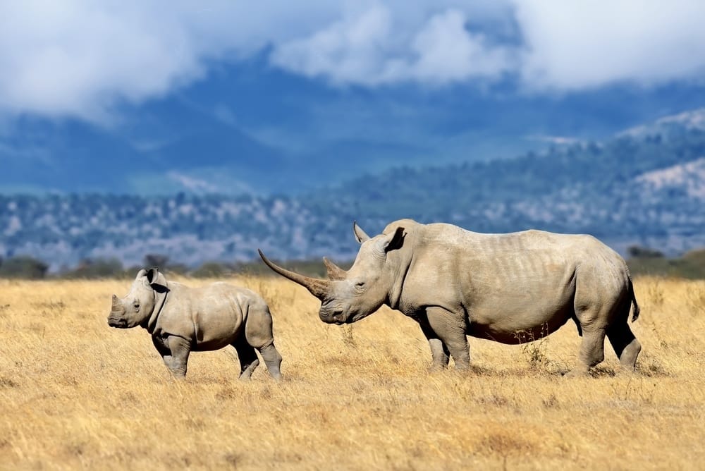 A white rhino mother and calf walking through dry grassland with hills on the horizon, the kind of scene Phinda is known for