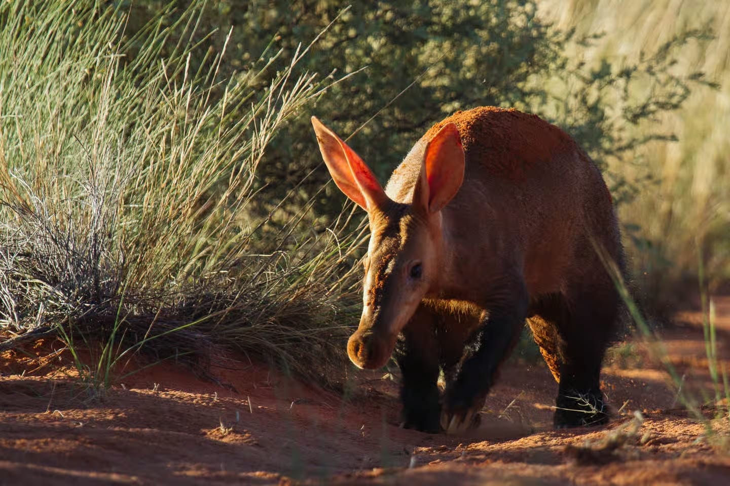 An aardvark walking on red Kalahari sand at golden light, one of the rare nocturnal species Tswalu researchers track and guests sometimes see