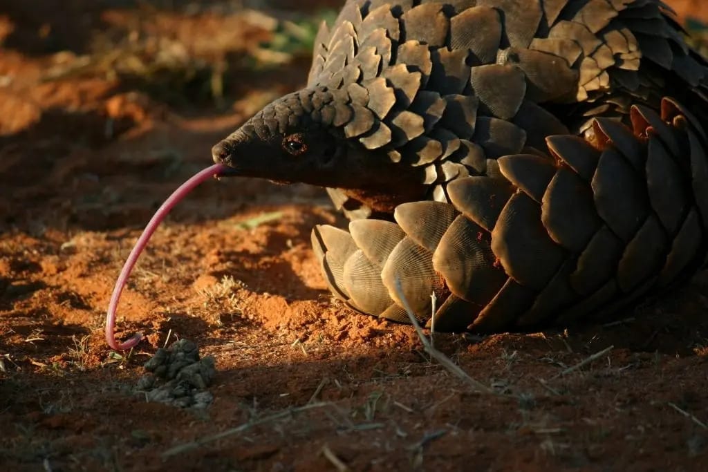 A ground pangolin extends its long pink tongue to lap at a termite mound on red Kalahari sand, photographed by Wendy Panaino at Tswalu