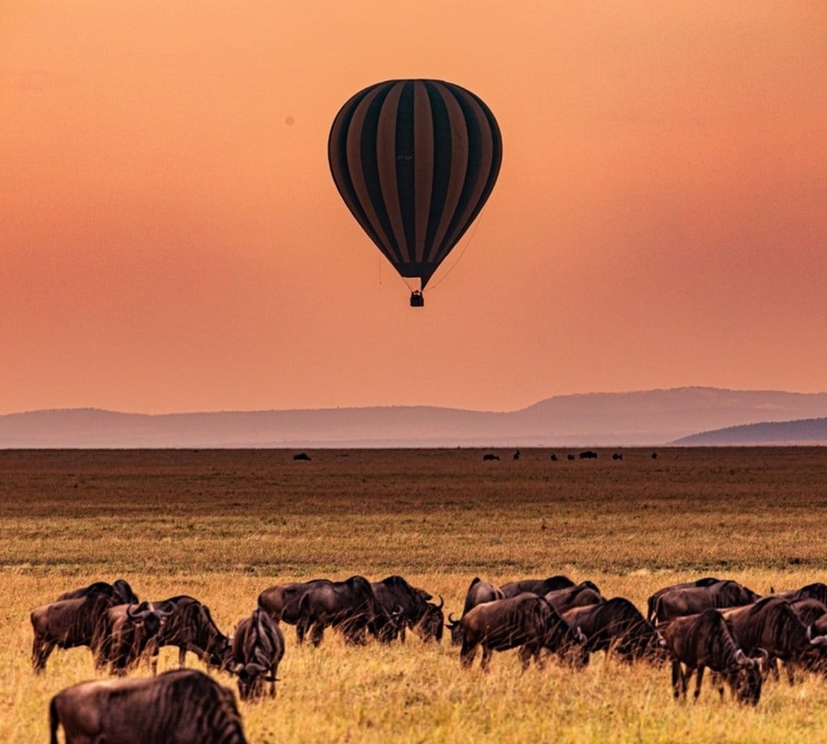 Hot-air balloon flight over the Masai Mara at sunrise, the herds visible on the plains below