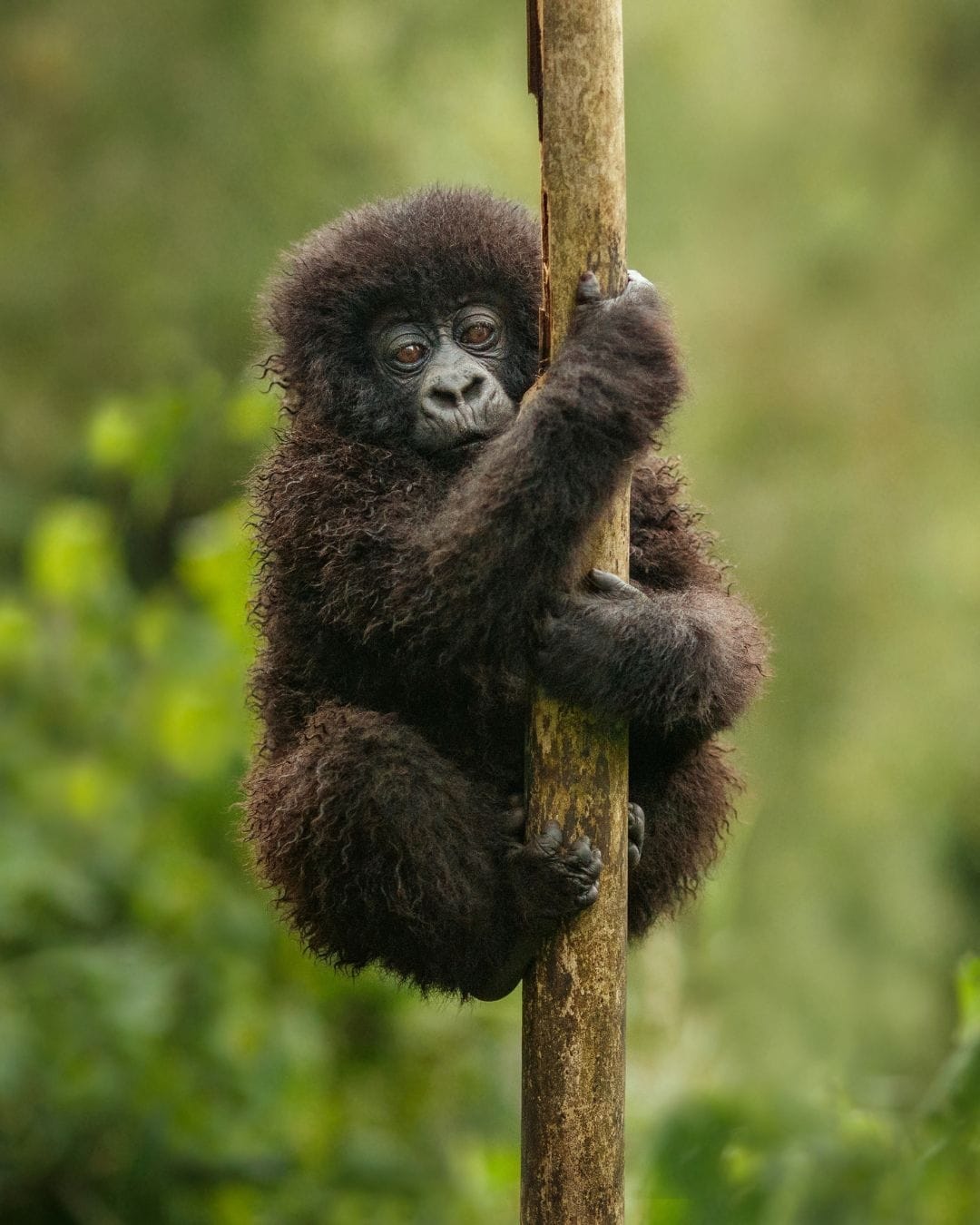 Young mountain gorilla clinging to a bamboo stem in Volcanoes National Park, Rwanda