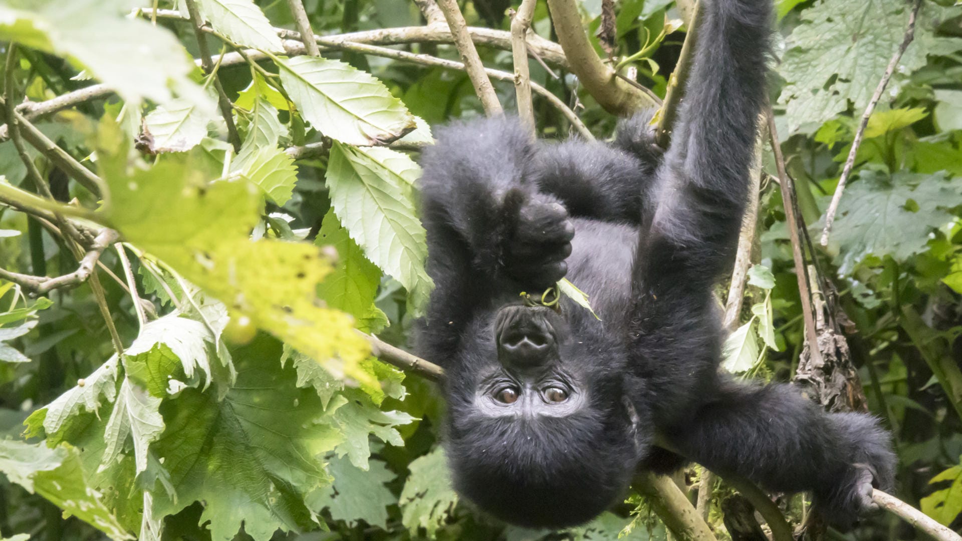 A young mountain gorilla in Bwindi Impenetrable Forest, the heart of our six-night Uganda itinerary