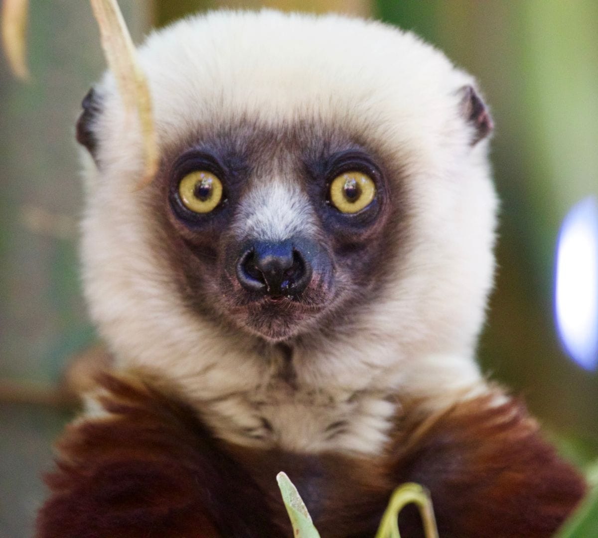 Coquerel's sifaka portrait with bright yellow eyes, Madagascar