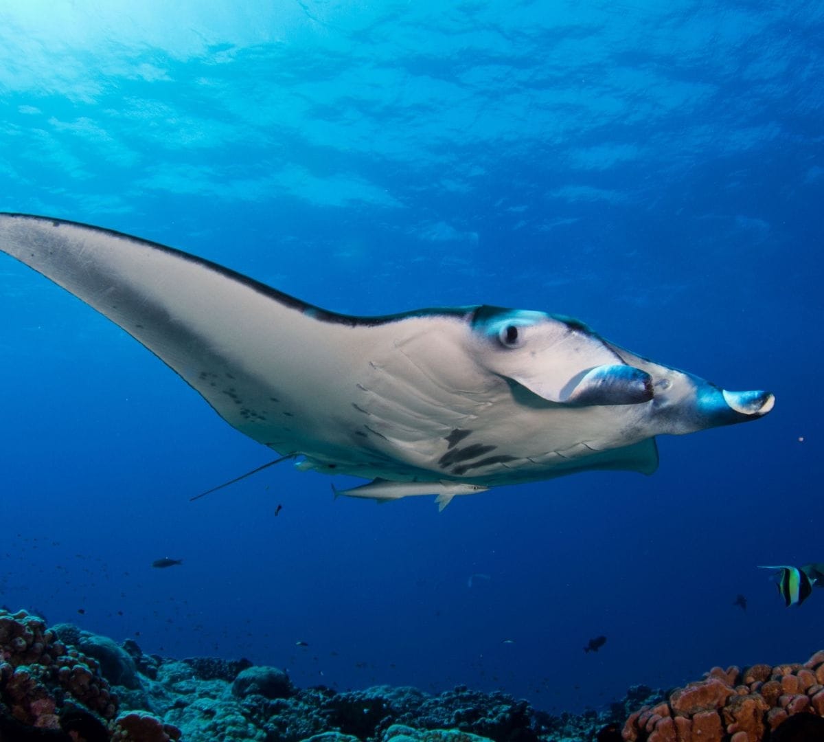 Reef manta ray gliding over coral reef in clear blue water, Indian Ocean