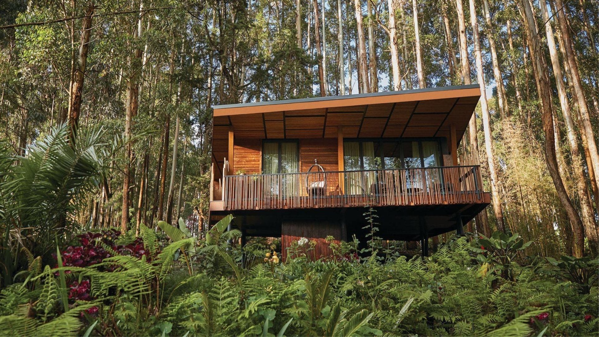 A luxury lodge suite on stilts in the eucalyptus forest near Volcanoes National Park, Rwanda