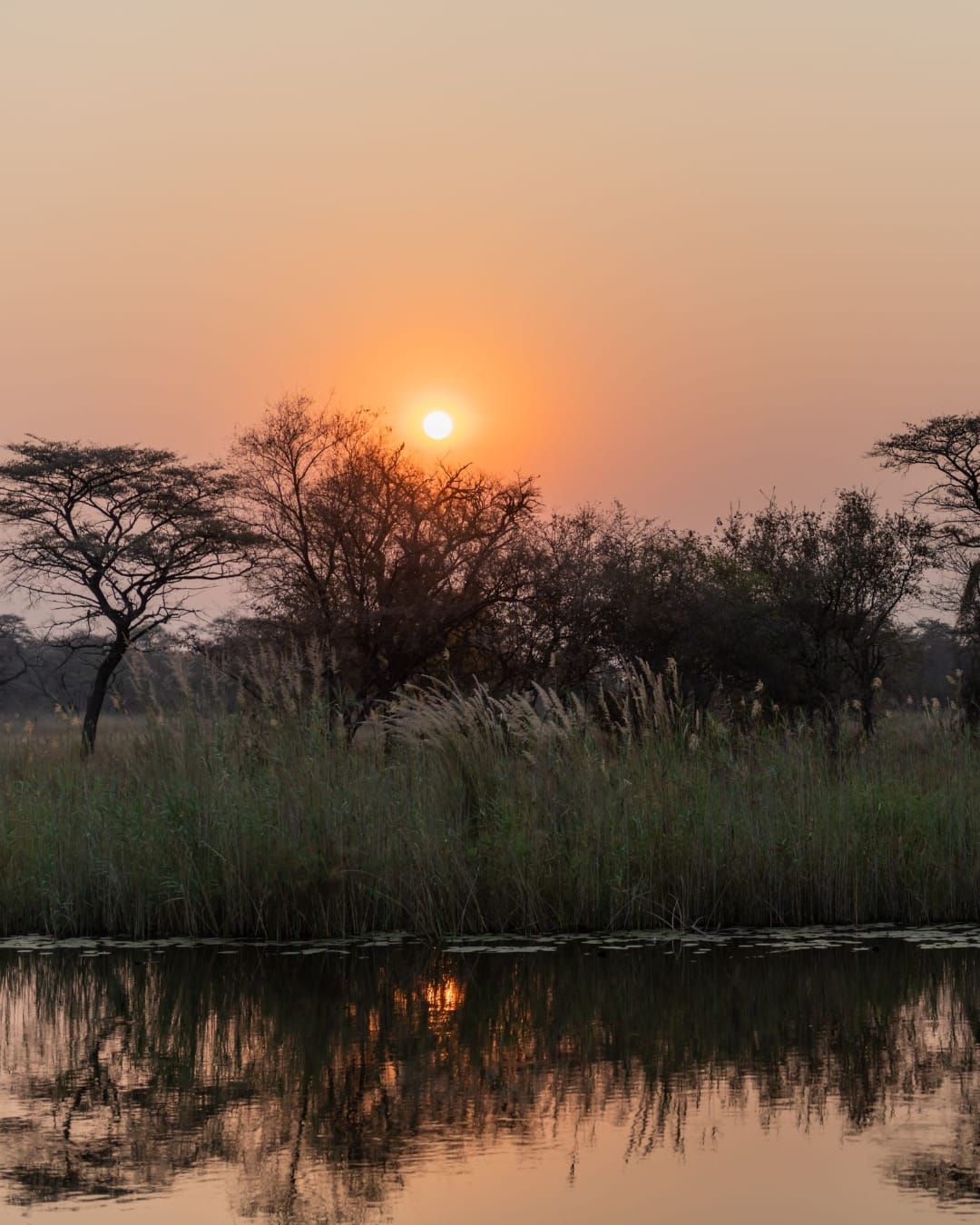 Sun setting behind acacias and tall reeds along a Caprivi river, the still water mirroring the orange sky