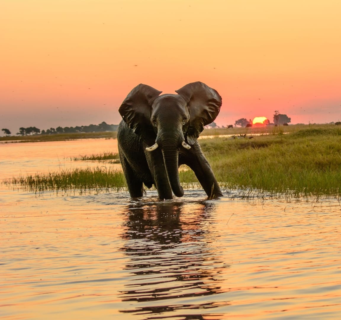 An elephant wading across the Chobe river at sunset, ears flared, the water mirroring the orange and pink sky as Namibia hands east into Botswana