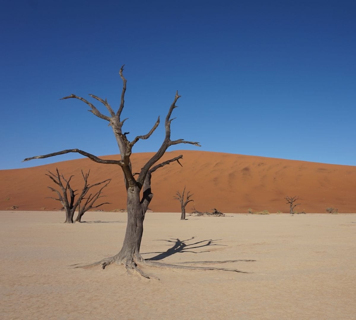 Camelthorn skeletons standing on the white clay floor of Deadvlei, the red Sossusvlei dune rising behind them under a deep blue sky
