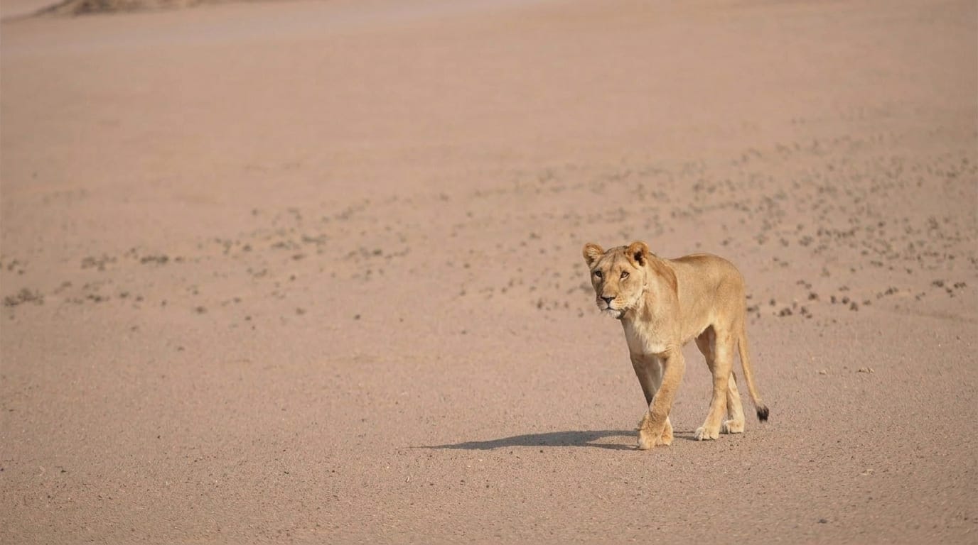 A desert-adapted lioness walking on the open gravel plains of the Kunene Region in northern Namibia, the bone-dry landscape stretching behind her
