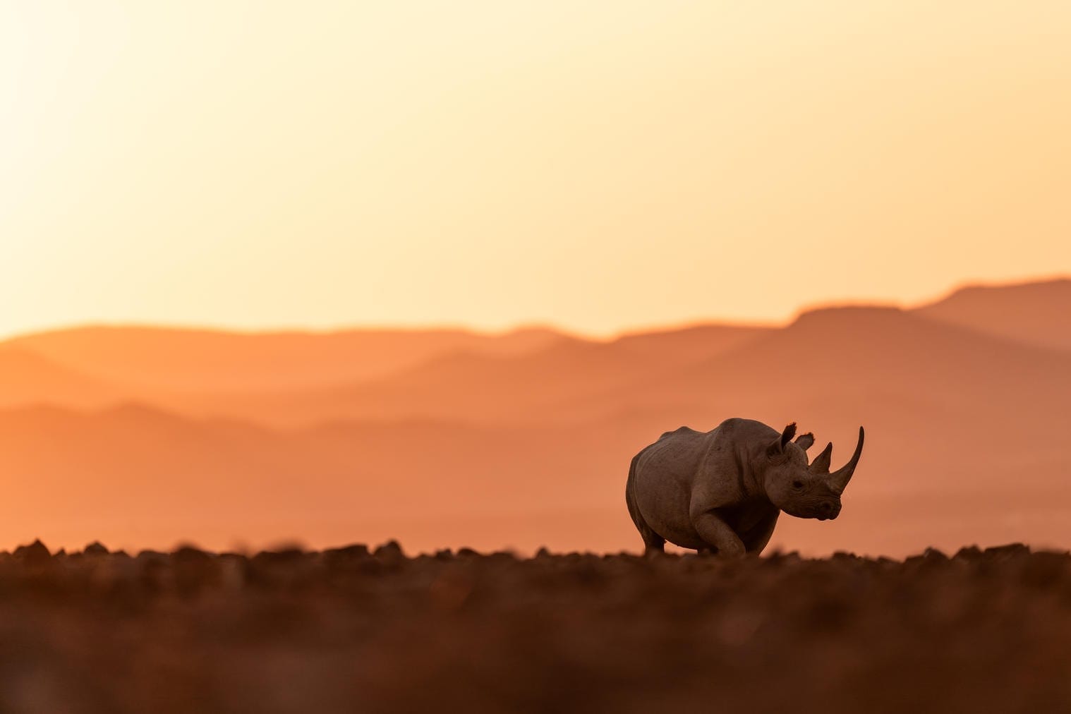 A free-ranging black rhino in profile on the rocky Damaraland plains at sunset, the layered mountains of the Palmwag Concession behind