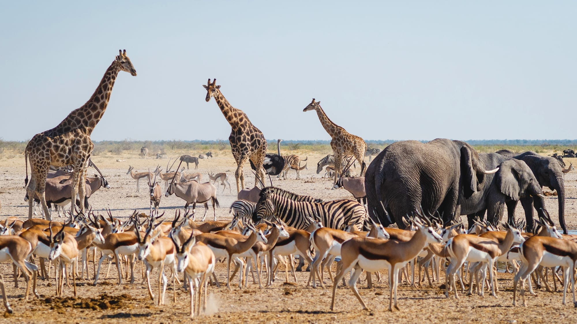 Elephant and giraffe at an Etosha waterhole in the dry season, the pale salt edges of the pan stretching to the horizon behind