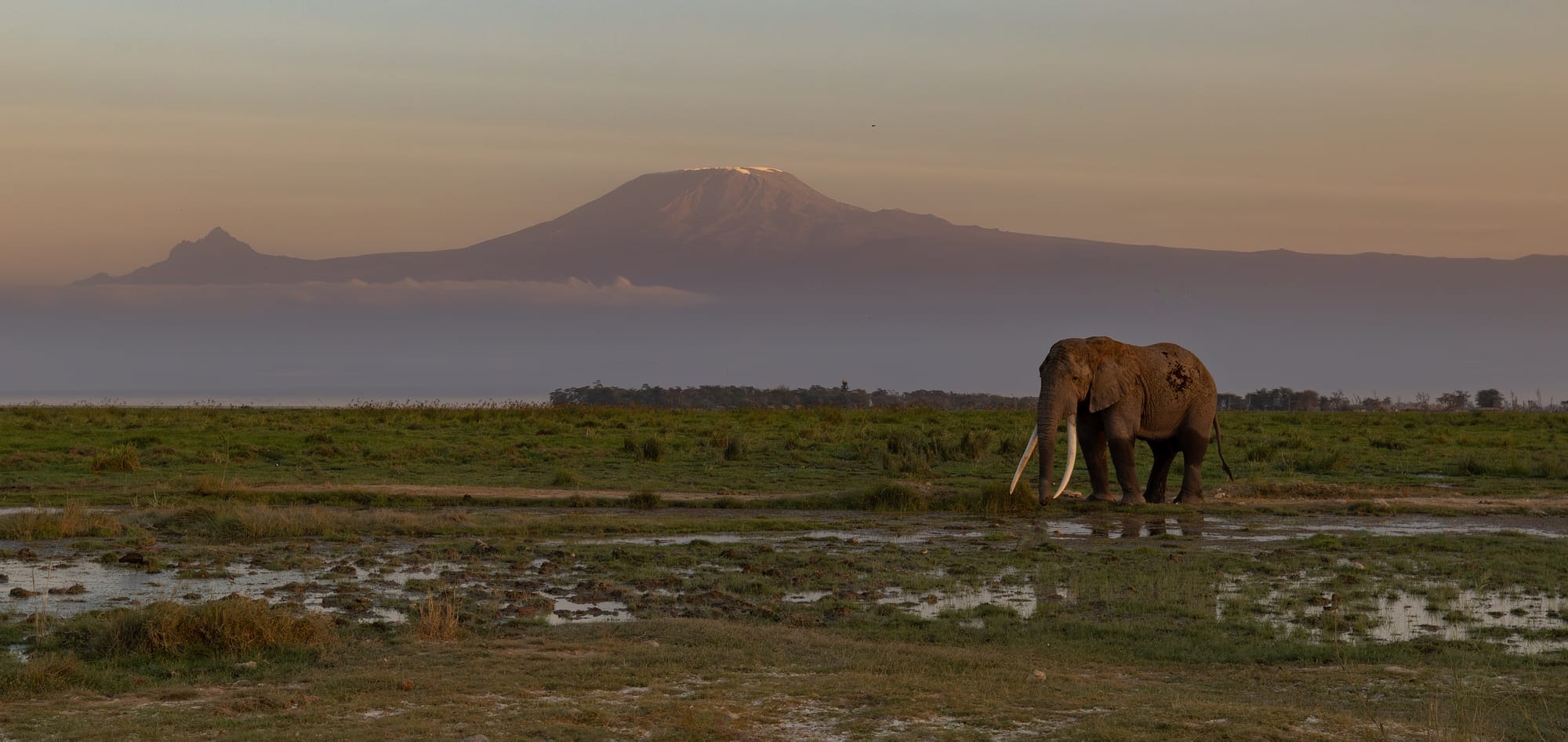 Elephant bull walking in front of the snow cap of Kilimanjaro, the plains of northern Tanzania stretching behind