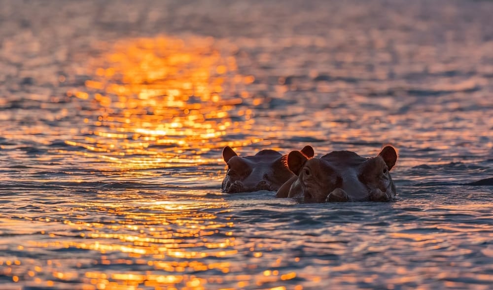 Two hippos surface in the Great Ruaha River at sunset, their backs catching the gold light on the water