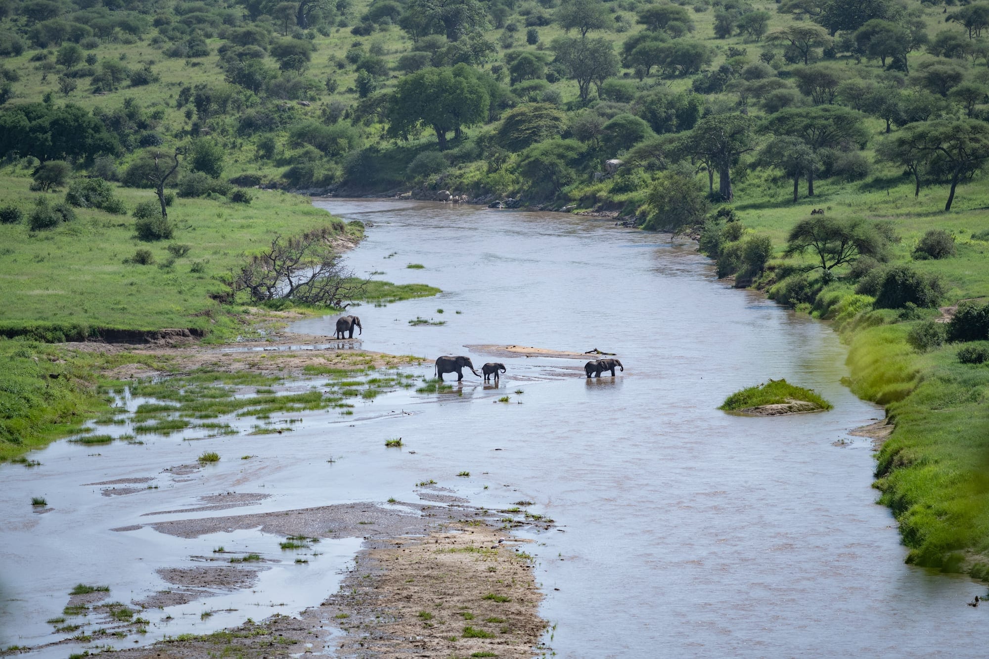 A herd of elephants at the Rufiji River in Nyerere National Park, the former Selous Game Reserve