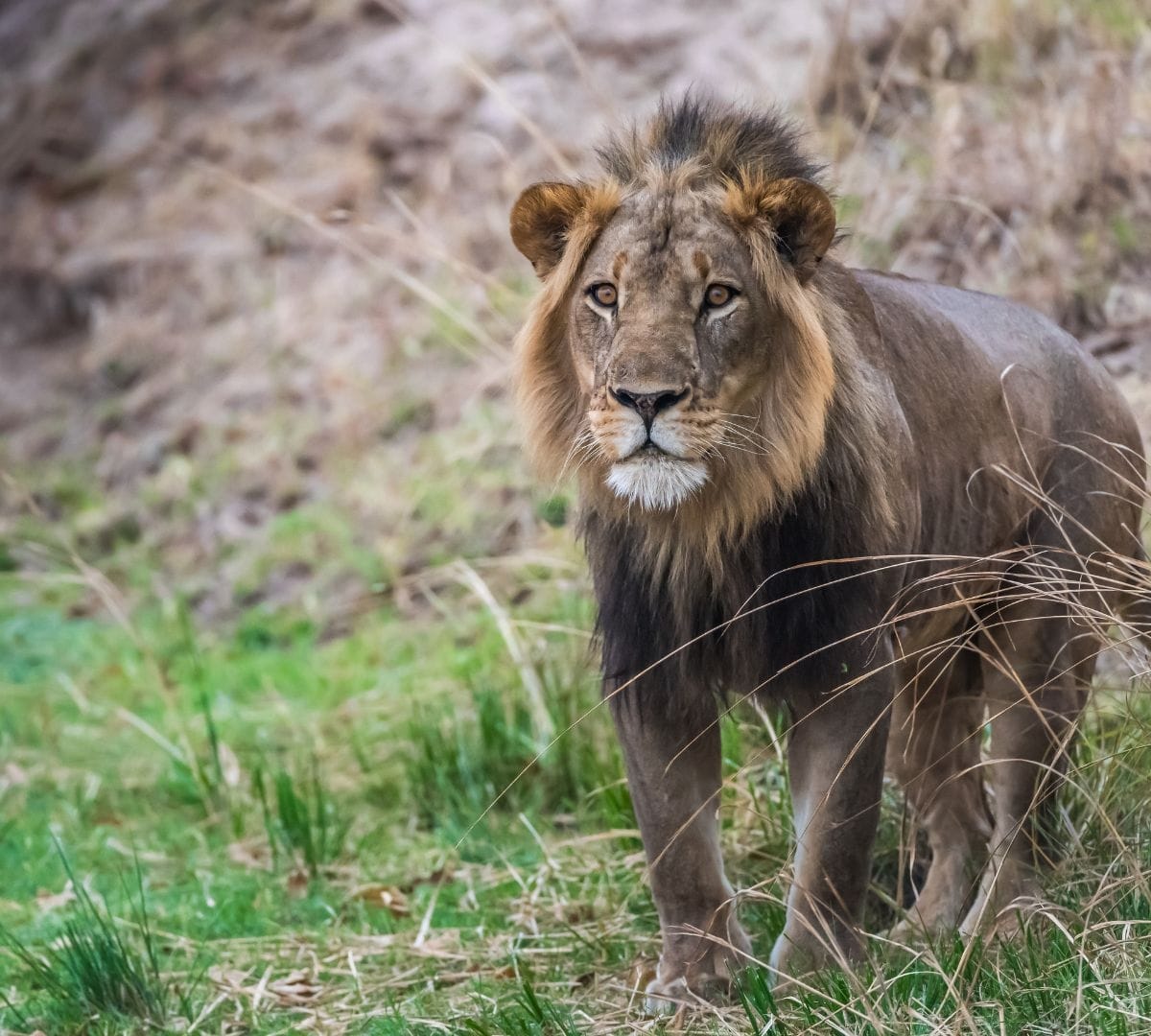 Dark-maned male lion standing on the dry edge of the Busanga floodplain in Kafue, fresh green grass coming through after the floodwaters