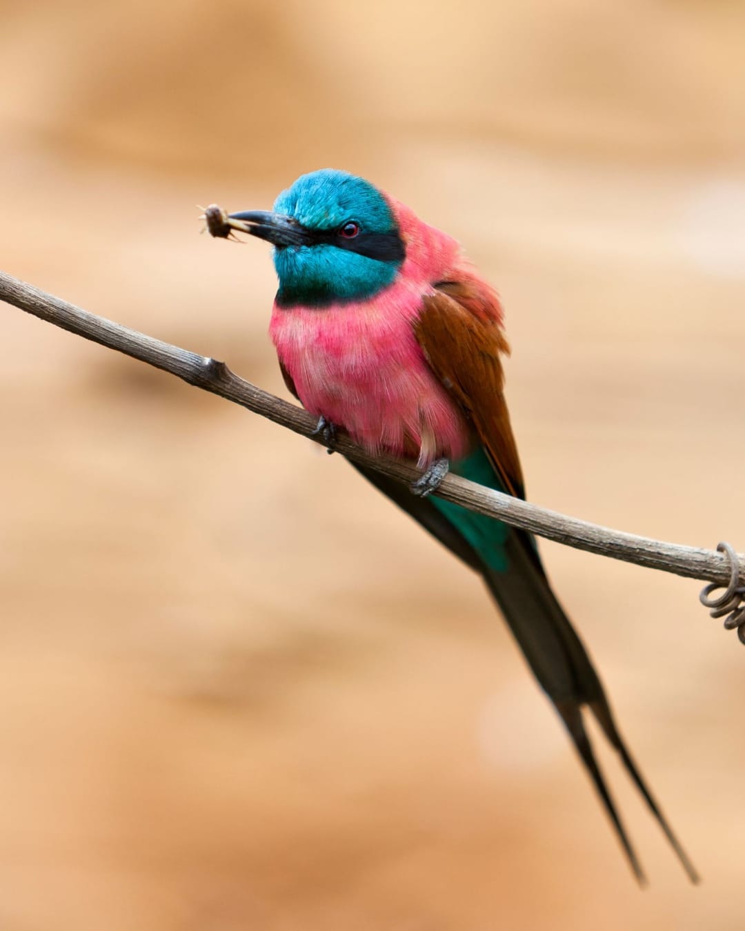 A northern carmine bee-eater on a slender branch with a bee in its beak, the soft pink and ochre wall of the Luangwa River bank behind it
