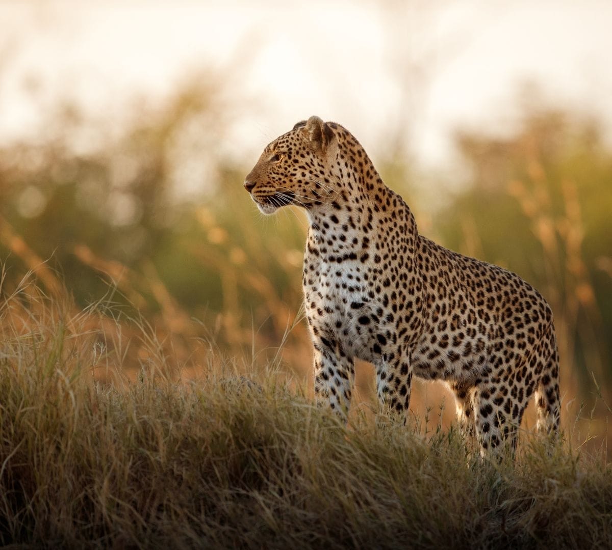 A leopard in profile on a grassy rise in the South Luangwa at golden hour, warm bokeh of dry-season bush behind her