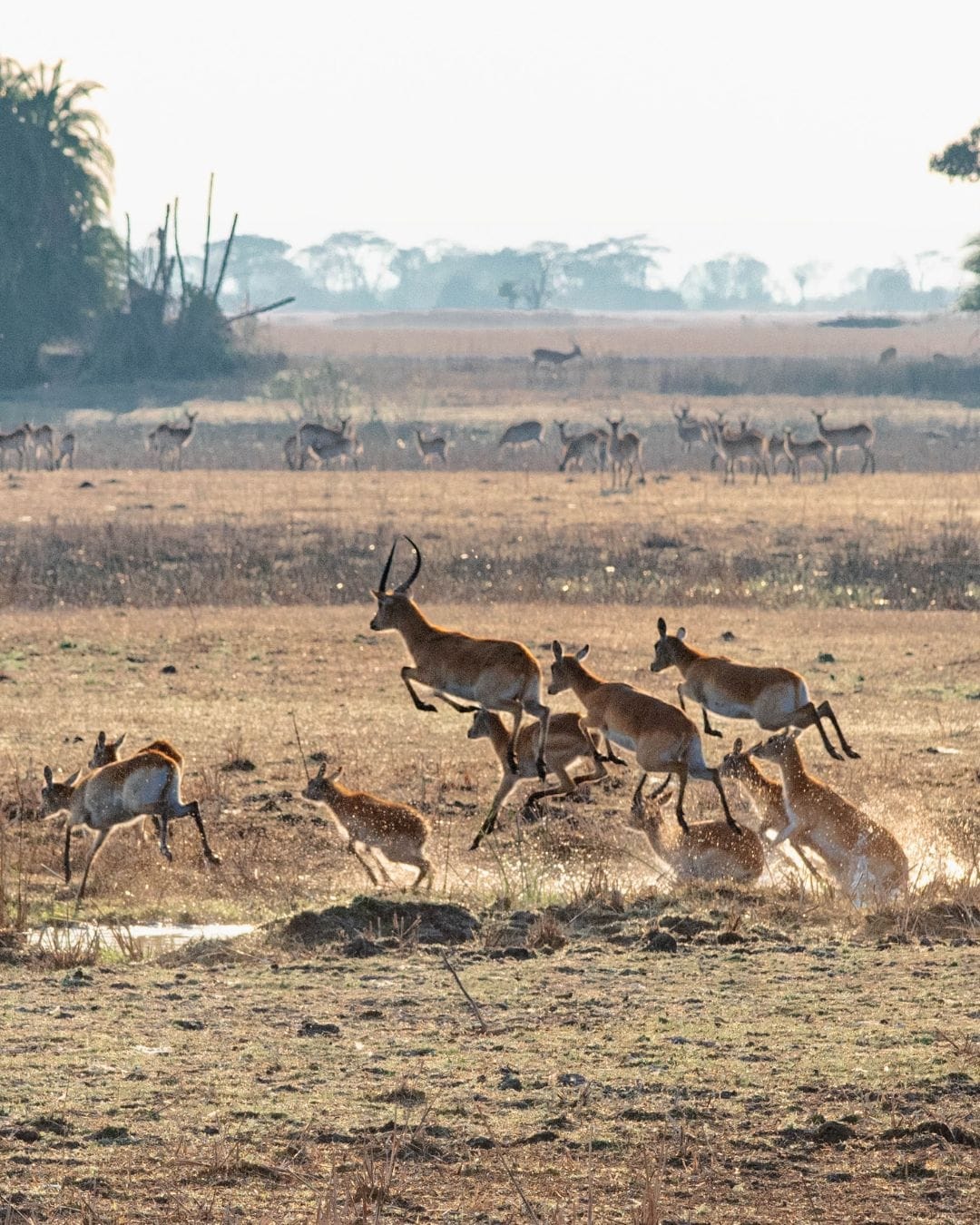 Red lechwe leaping across the Busanga floodplain in Kafue at golden hour, palm islands and a larger herd grazing in the distance