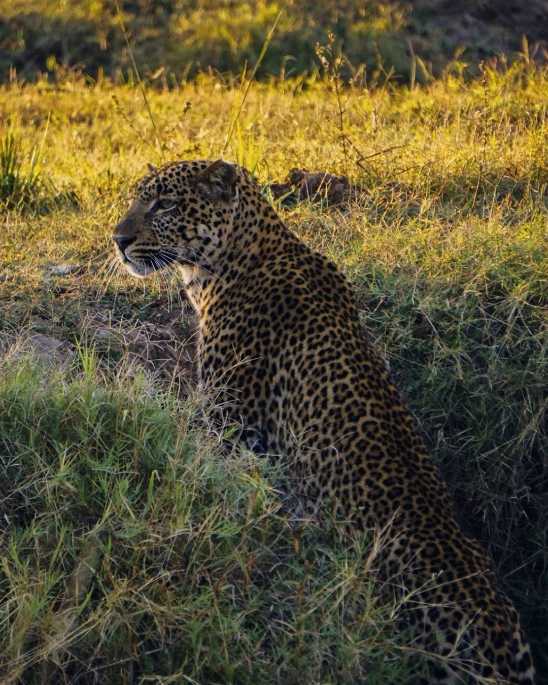 Leopard sitting upright in tall golden grass at the edge of the Luangwa Valley, classic South Luangwa profile in the late afternoon light
