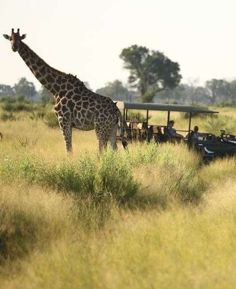 Giraffe standing in long grass beside a game drive vehicle