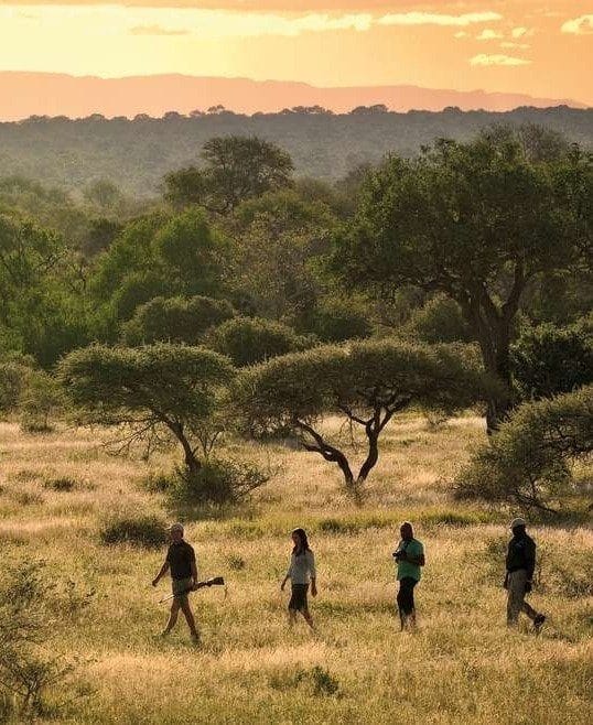 Guests on a walking safari through golden grass in the late afternoon