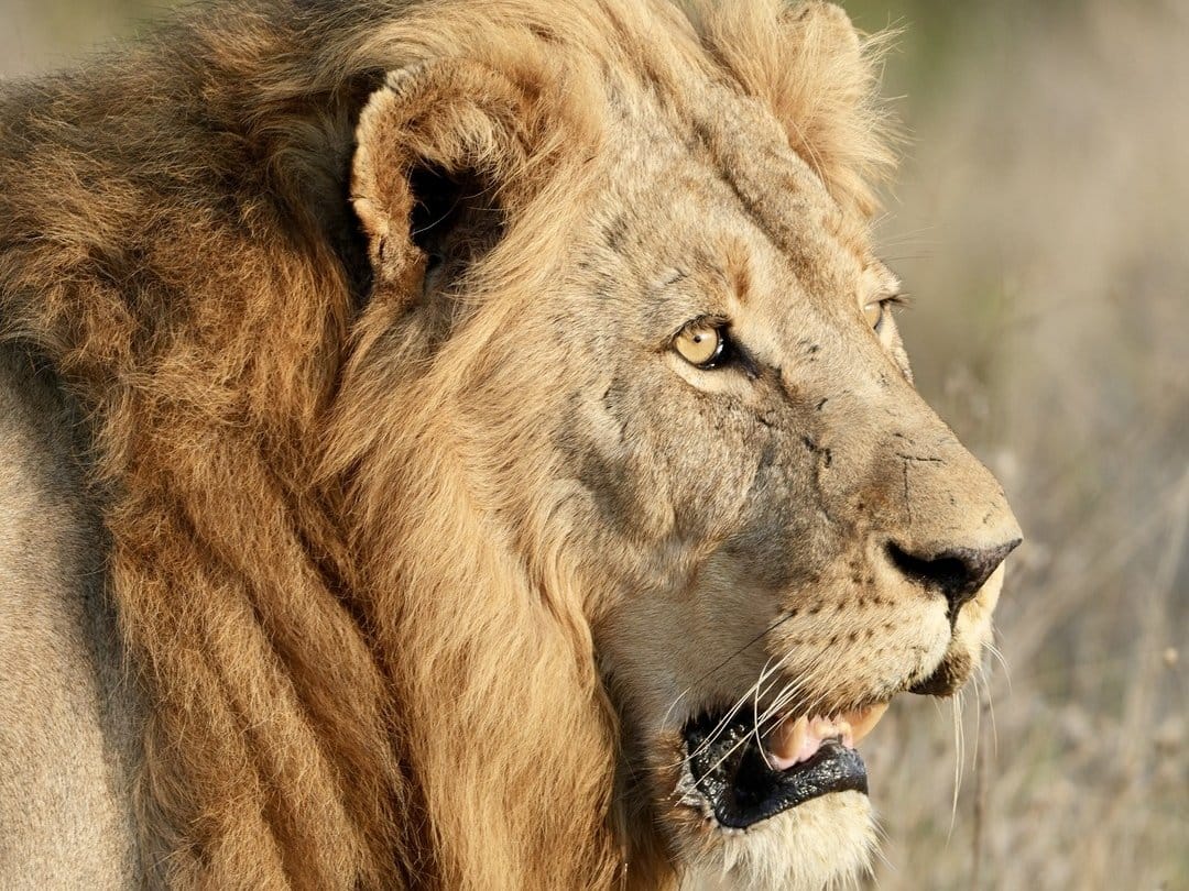 Male lion with a full mane lying in grass in the Greater Kruger
