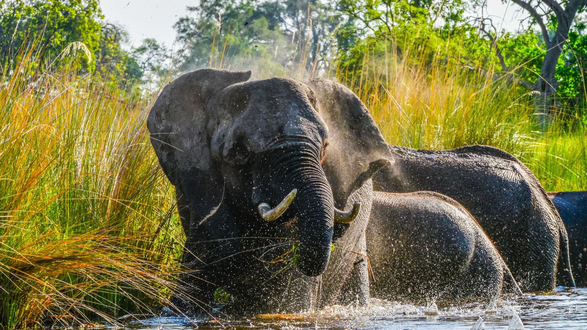 Elephants moving through shallow floodwater in the Okavango Delta.