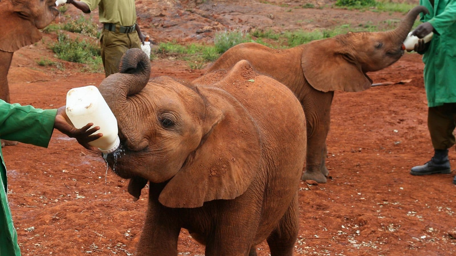 Keepers bottle-feeding orphaned baby elephants at the Sheldrick Wildlife Trust nursery in Nairobi
