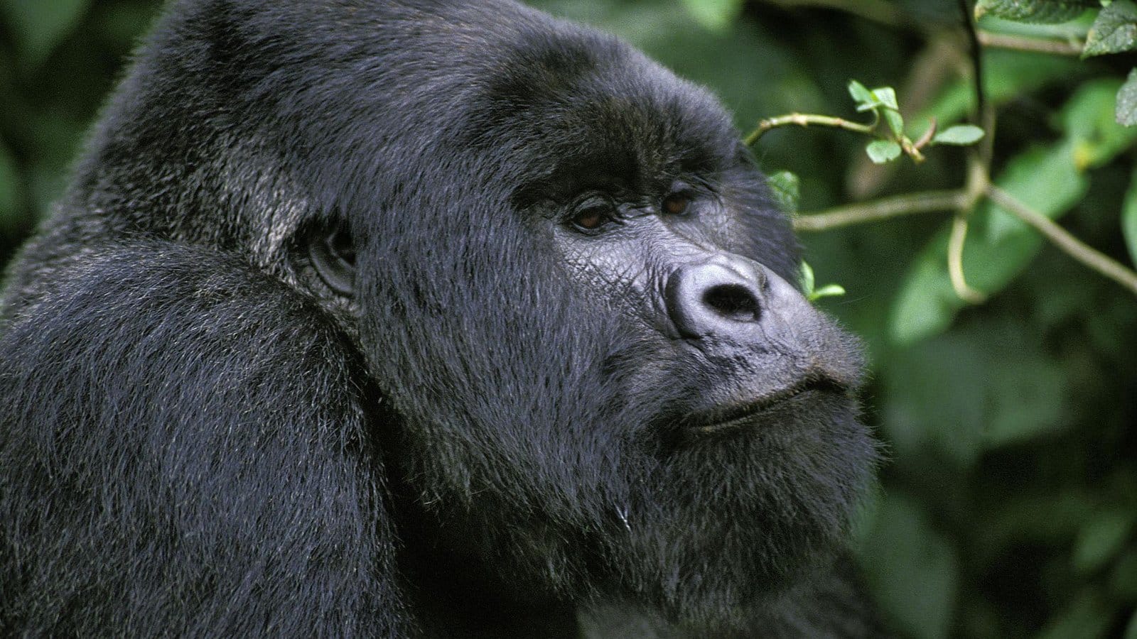 Close portrait of a mountain gorilla silverback among green forest leaves