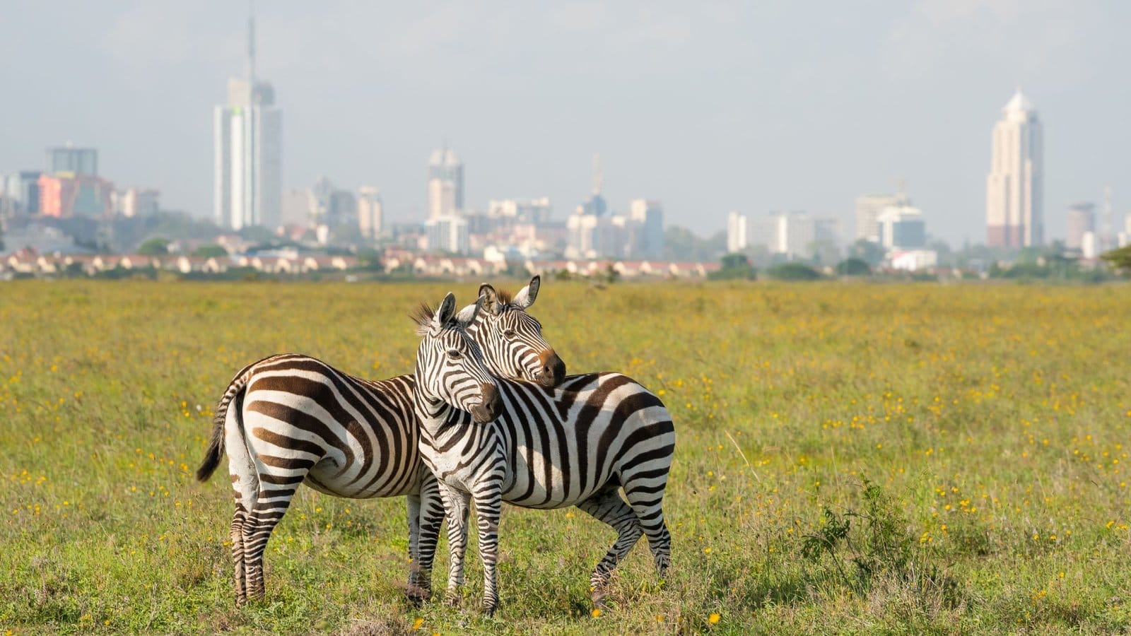 Two zebras grazing in Nairobi National Park with the city skyline behind them