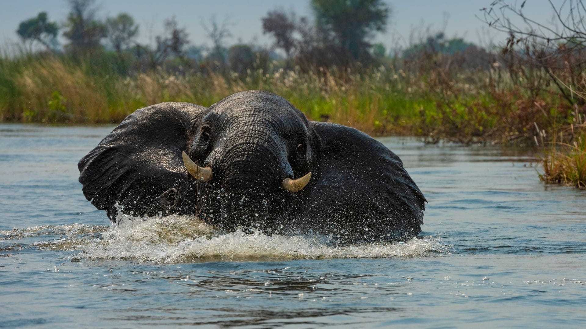 Two elephants crossing a river, water streaming from their heads and grass on the far bank, southern Africa