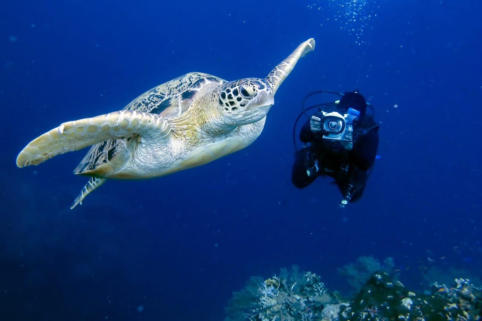 A green turtle gliding past a diver with an underwater camera above a reef in deep blue water, Mozambique