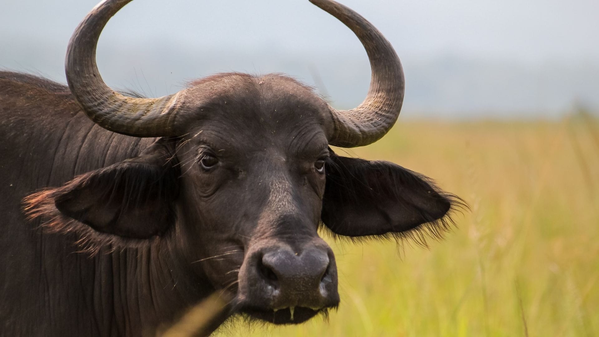Cape buffalo bull standing in long grass in Akagera National Park, Rwanda