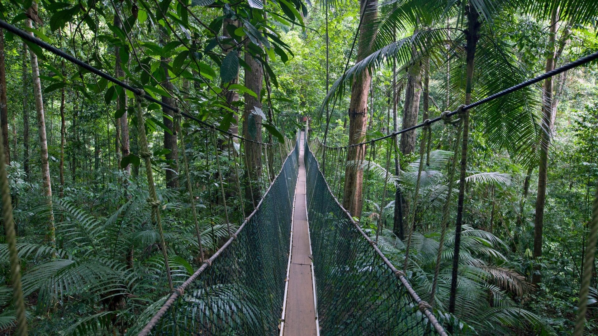 Suspension walkway crossing the canopy in Nyungwe Forest, southern Rwanda