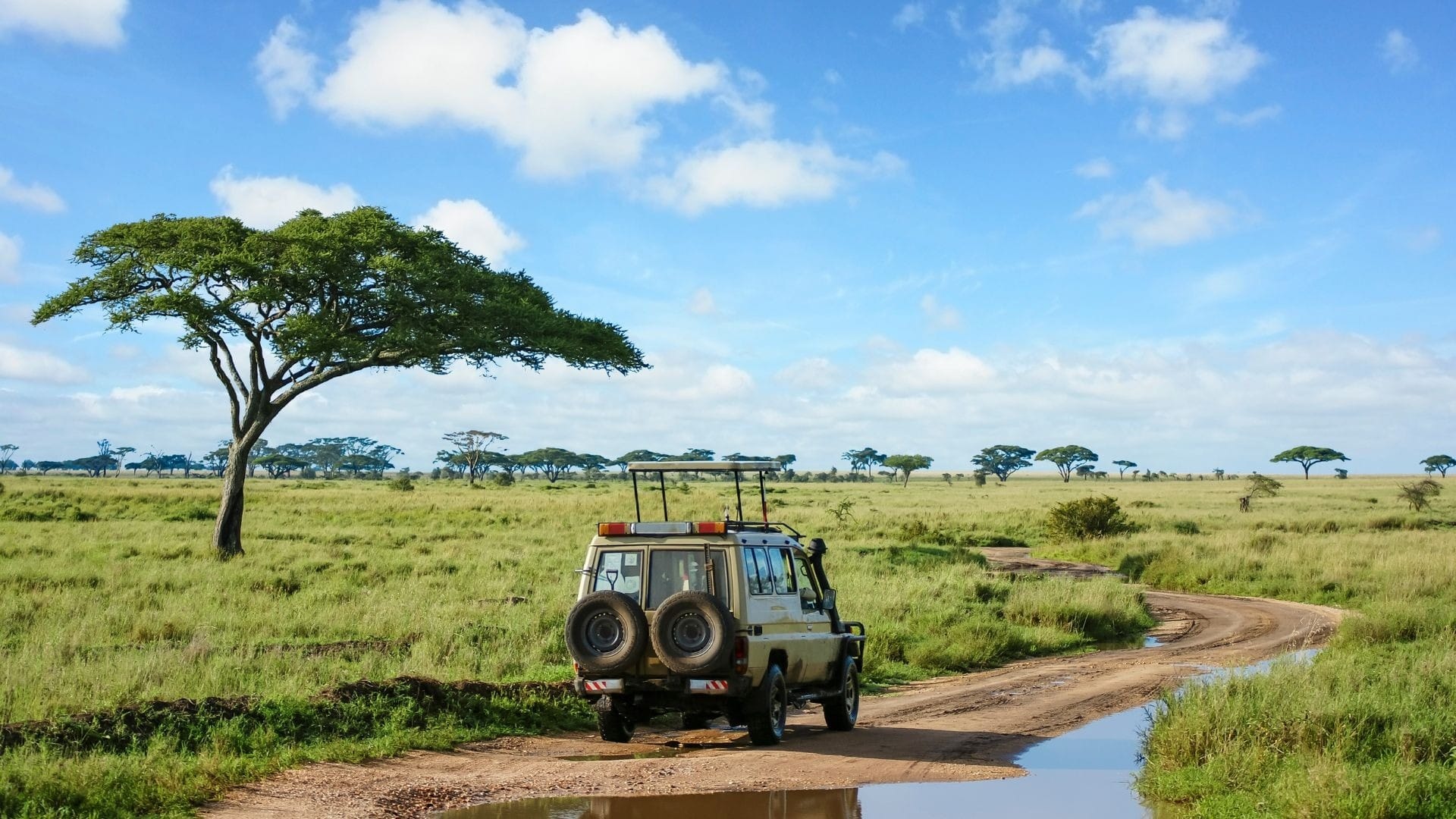 Safari vehicle on a track through open acacia savannah after rain