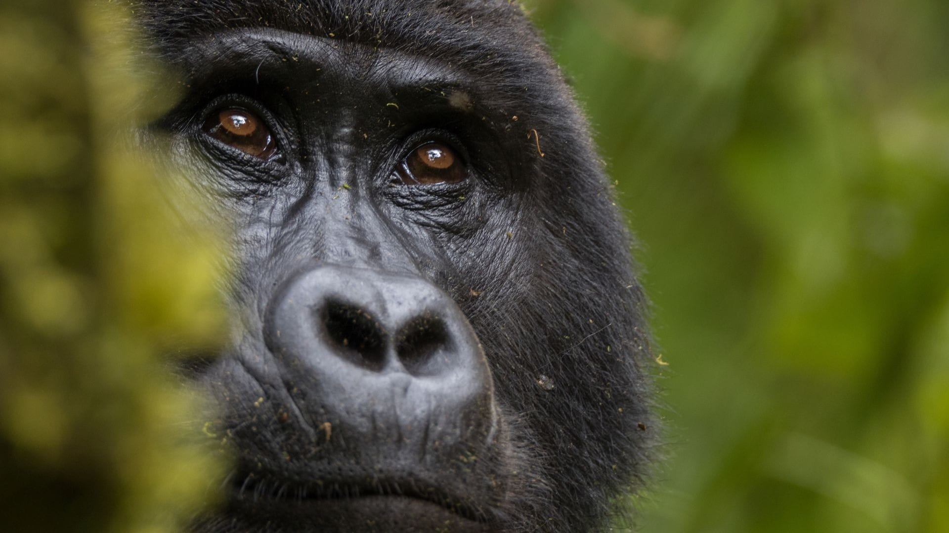 Close portrait of a mountain gorilla in dense forest, Uganda