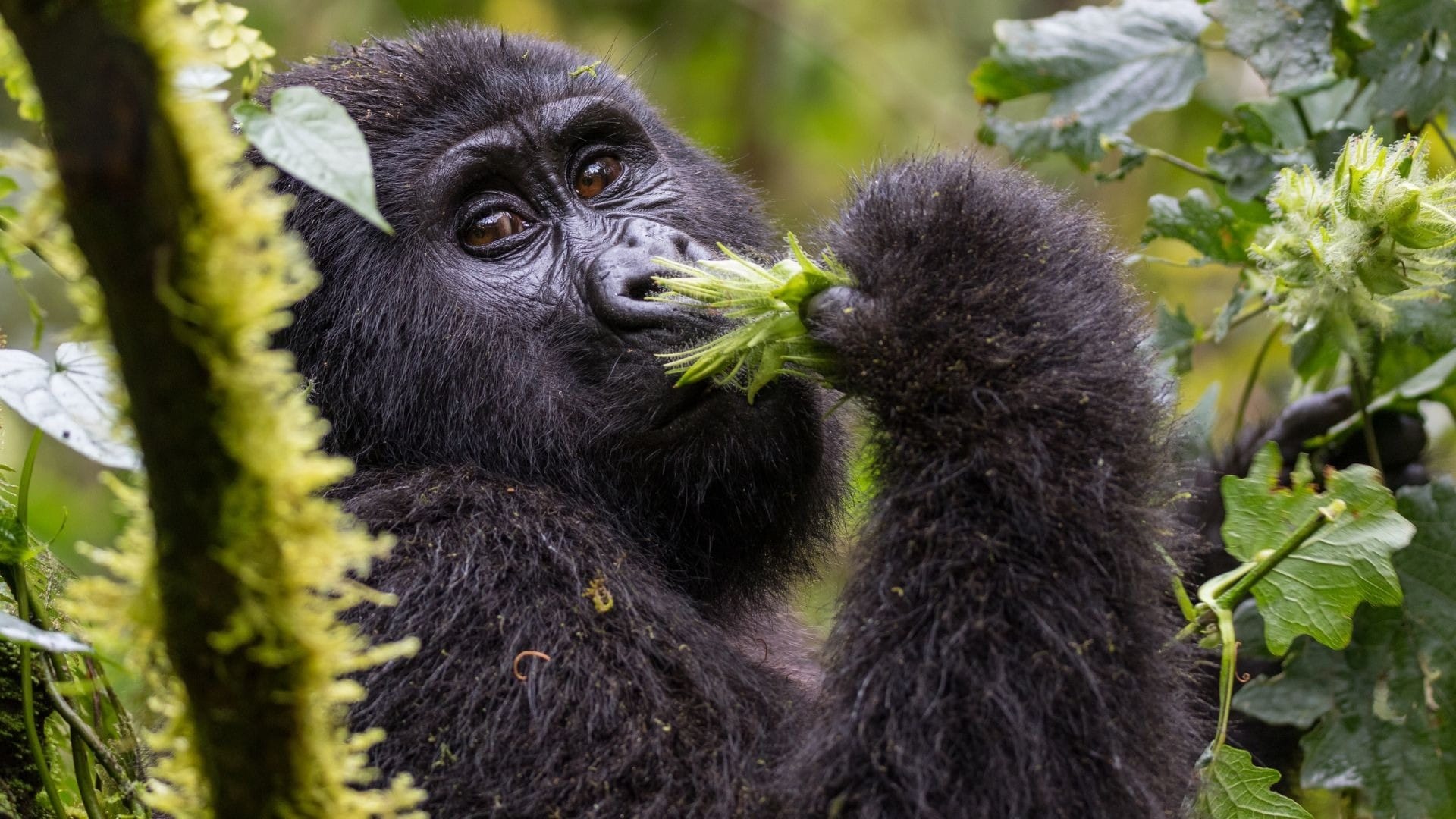 Mountain gorilla feeding on vegetation in dense forest, Uganda