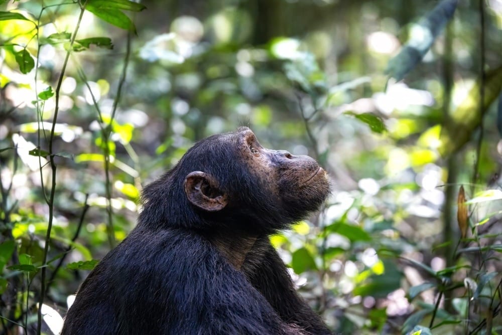 Chimpanzee looking up through the canopy in Kibale National Park, Uganda