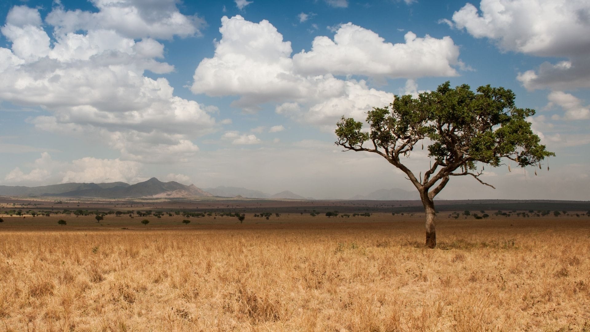 A lone tree on dry plains below distant mountains, Kidepo Valley National Park, northern Uganda