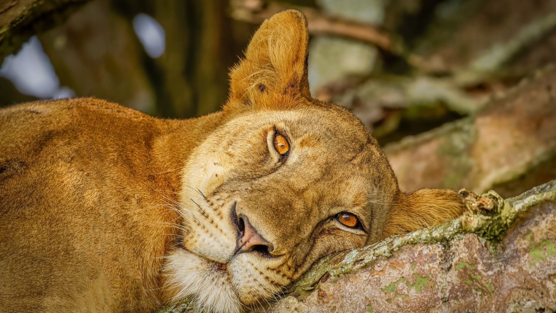 Lioness resting in a tree, Ishasha sector of Queen Elizabeth National Park, Uganda