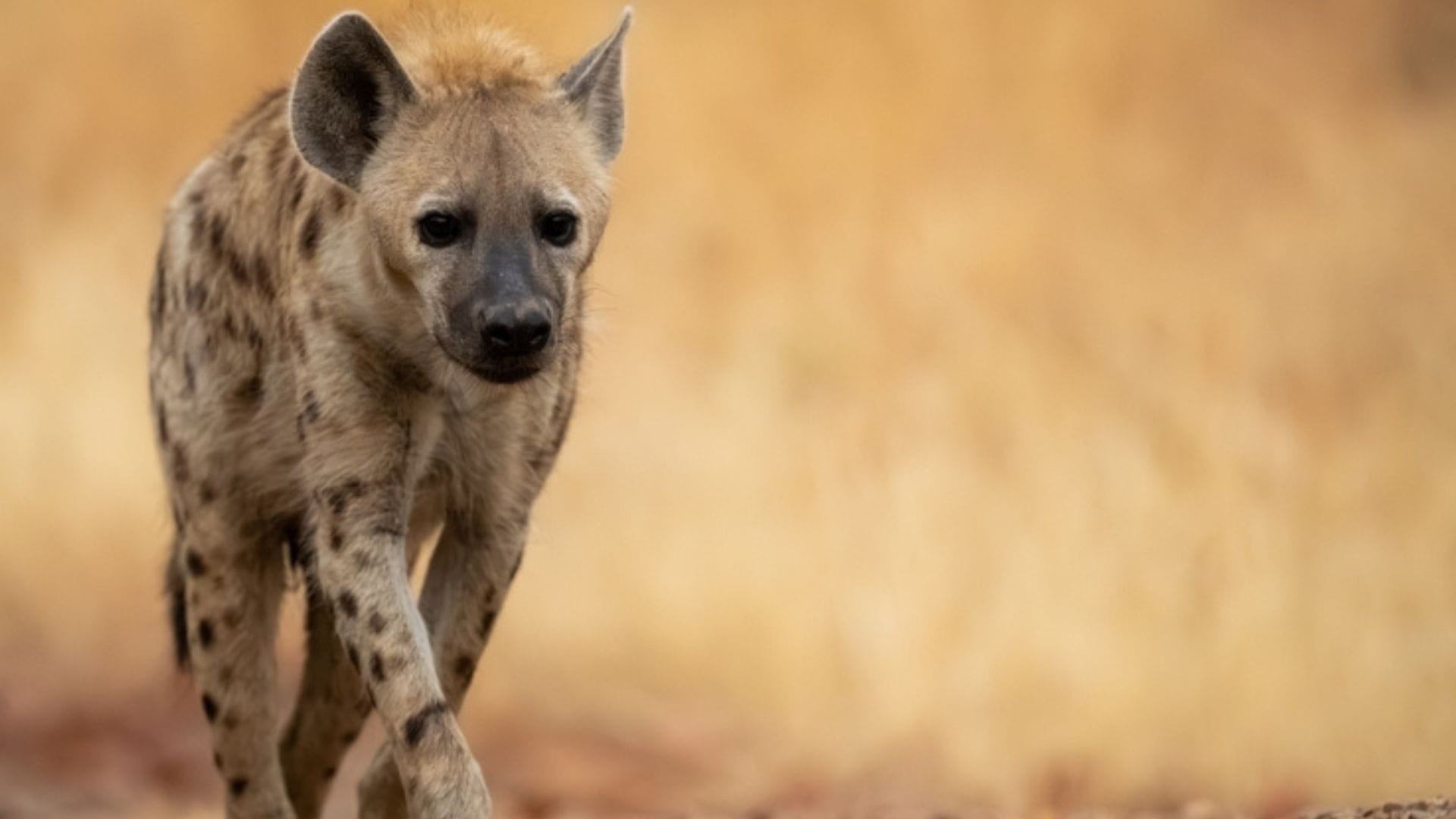 A spotted hyena walking through dry grass in the early morning light