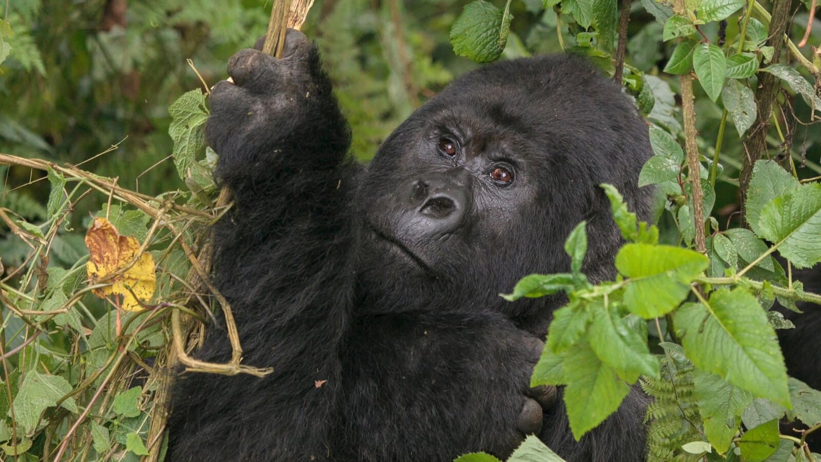 Young mountain gorilla holding a branch and looking up through green forest leaves