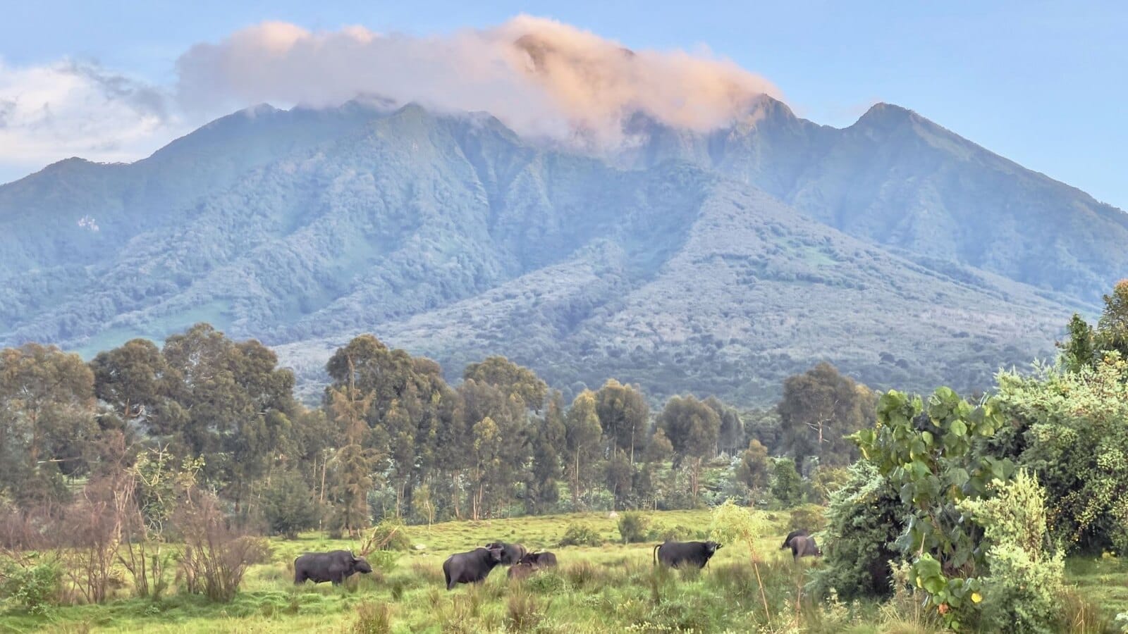Buffalo grazing in a green clearing below forested volcanic mountains capped with cloud