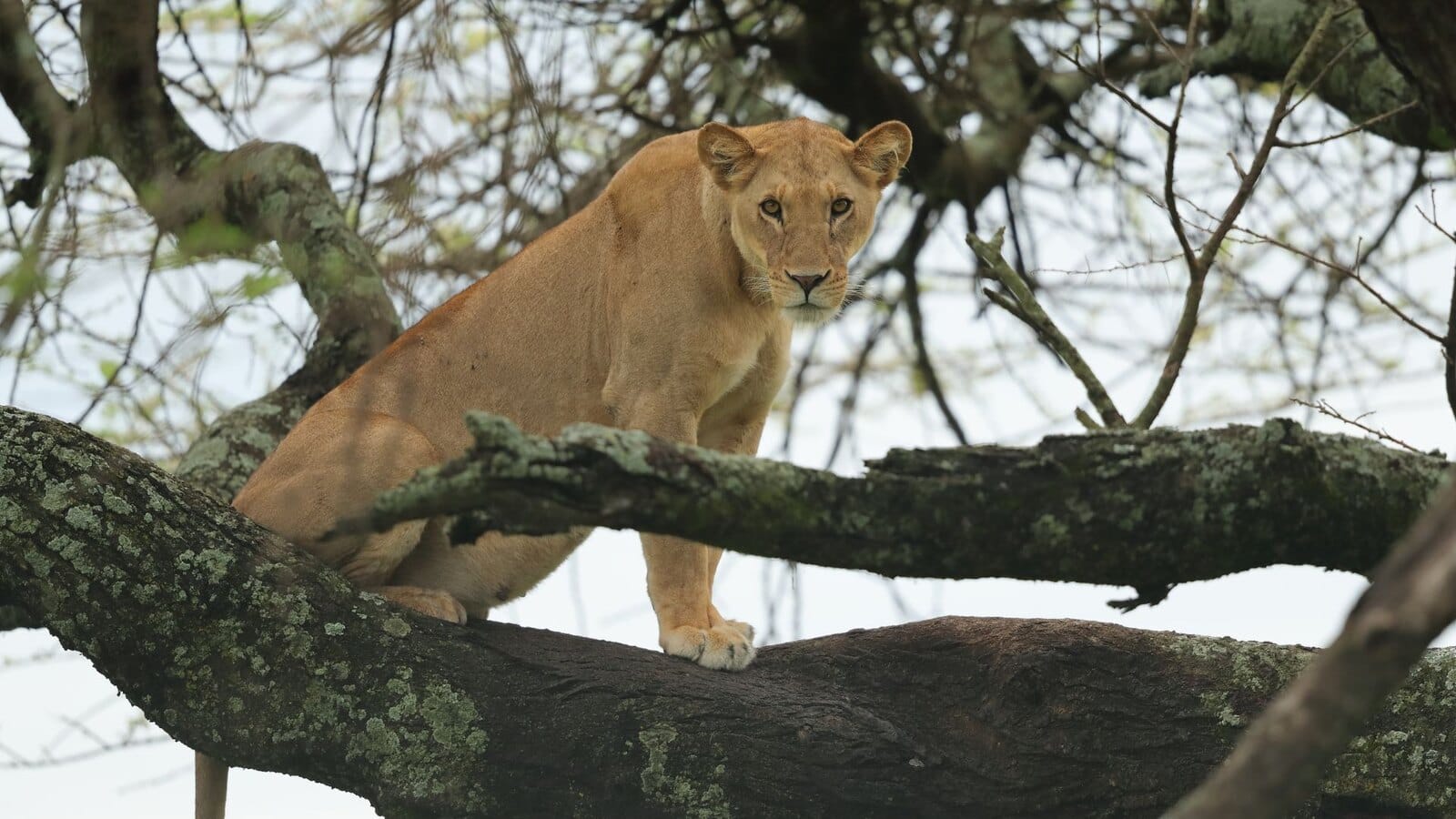 Lioness standing on a thick lichen-covered branch high in a tree, looking down