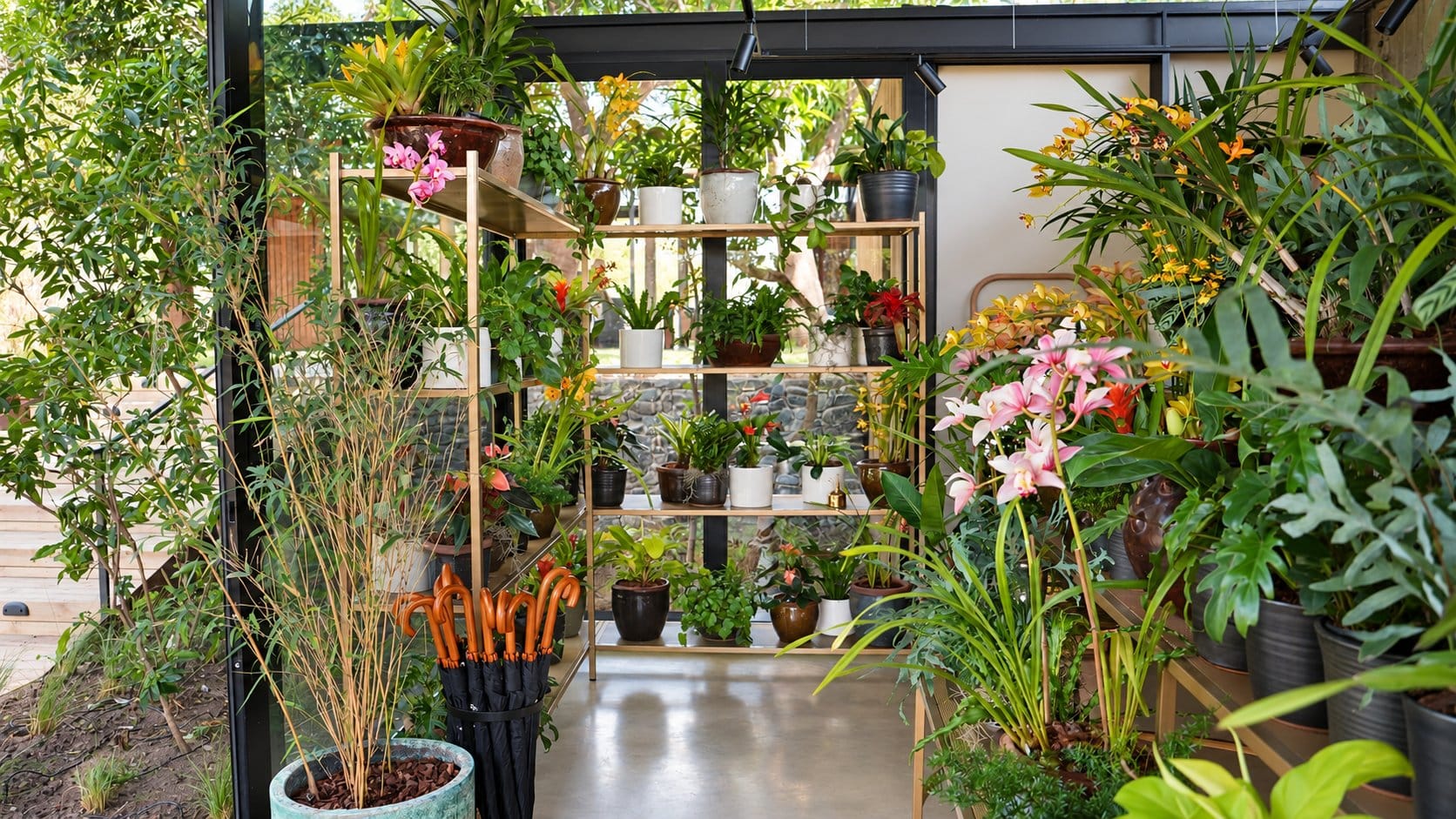 Glasshouse filled with orchids, ferns and potted plants on tiered brass shelves