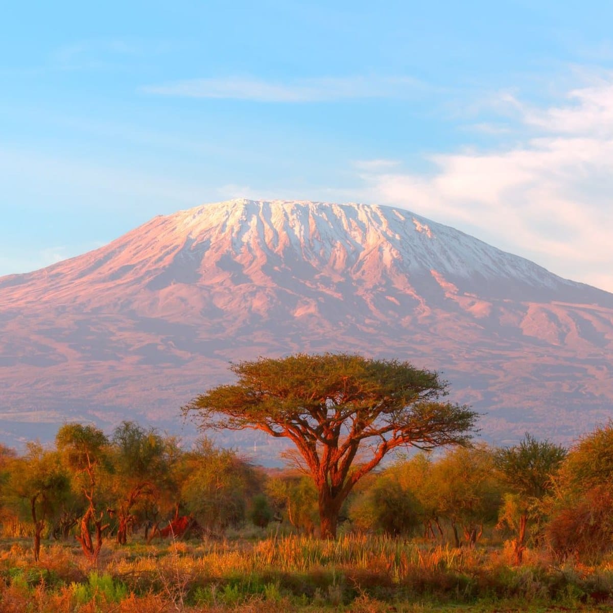 Acacia on the Amboseli plain at first light with Mount Kilimanjaro snow-capped behind