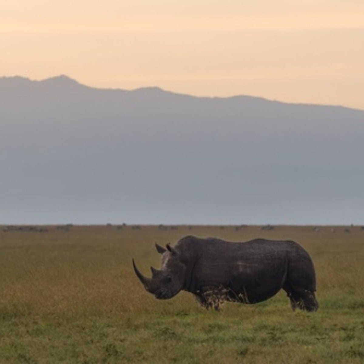 Black rhino on the Laikipia plateau at first light with Mount Kenya behind