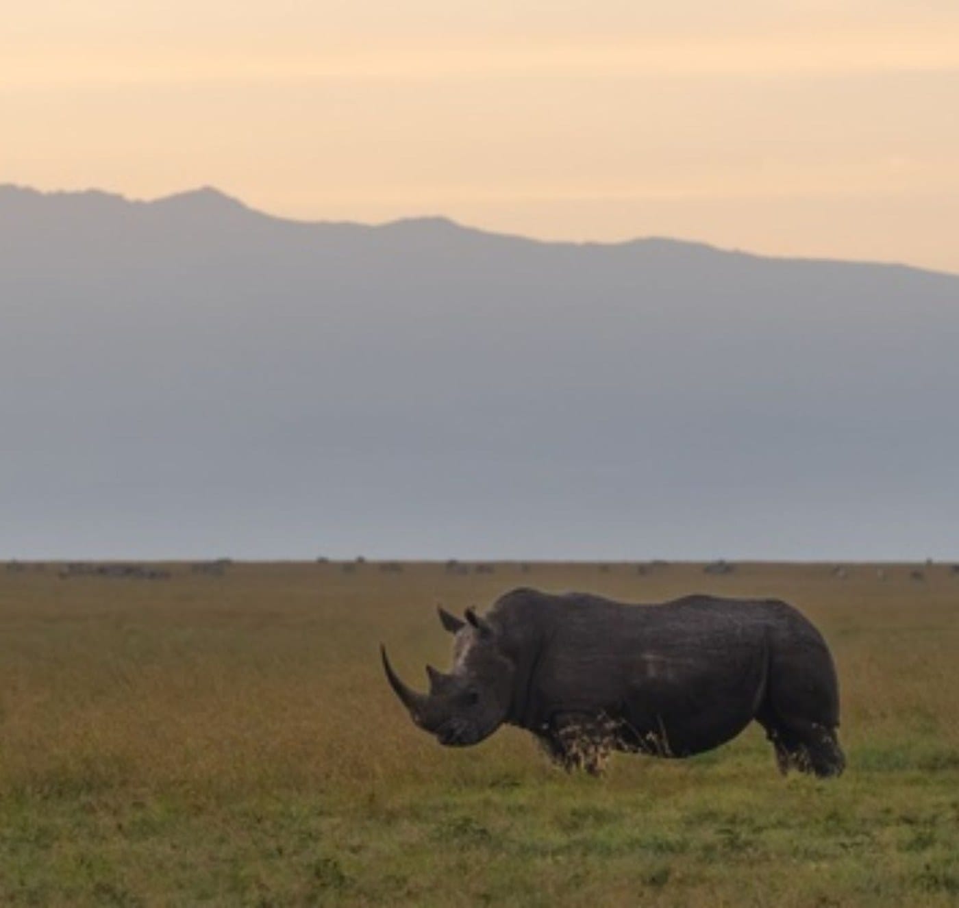 Black rhino on the Laikipia plateau at first light with Mount Kenya behind