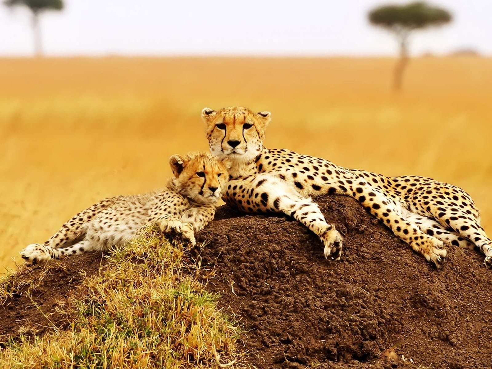 Cheetah and cub resting on a termite mound on a Mara conservancy